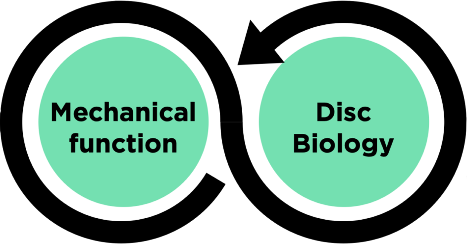 Mechanical function and Disc Biology